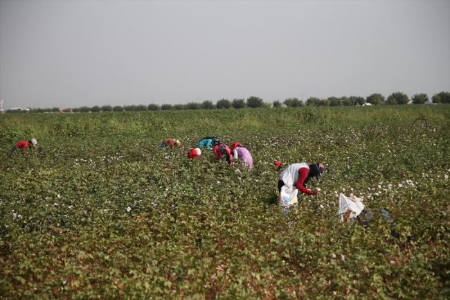 Şanlıurfa'da "beyaz altın" mesaisi