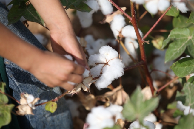 Şanlıurfa'da "beyaz altın" mesaisi