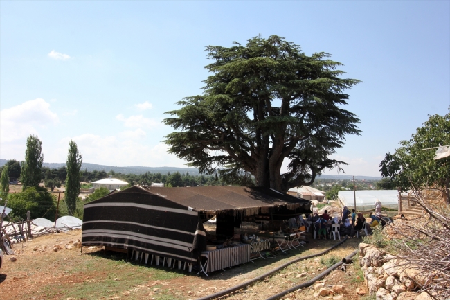 Kışlık hazırlıklarını tamamlayan Yörükler yaylalardan dönüyor
