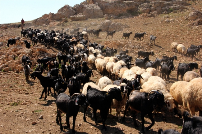 Kışlık hazırlıklarını tamamlayan Yörükler yaylalardan dönüyor