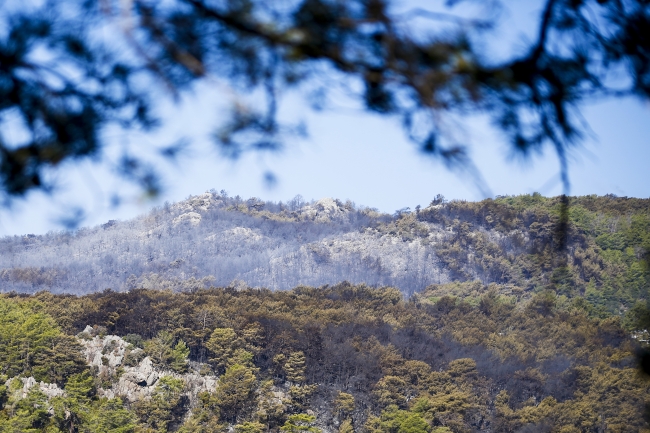 Kumluca'daki orman yangınında 70 hektar alan zarar gördü