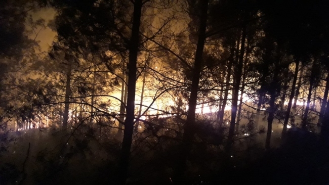 Adana'da orman yangını