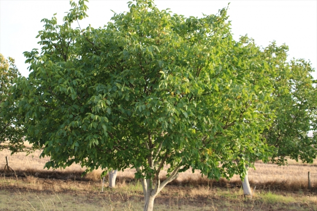 İnce kabuğu ve lezzetiyle tanınan Kaman cevizinde hasat zamanı