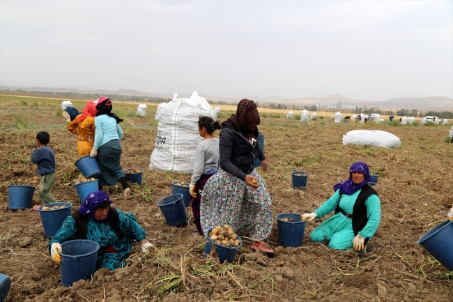 Sivas'ta 7 çeşit yerli patates üretildi