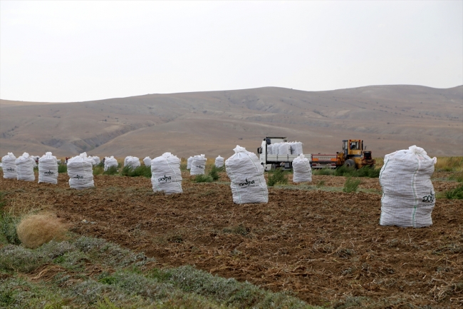 Sivas'ta 7 çeşit yerli patates üretildi