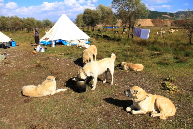 Göçerlerin yayladan köye zorlu dönüş yolculuğu