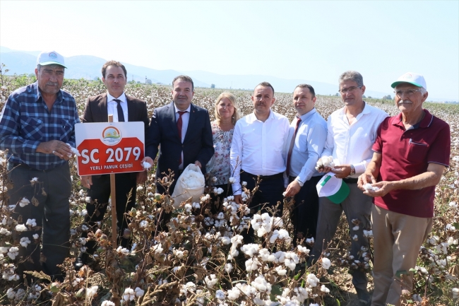 Yerli pamuk türü geliştirildi