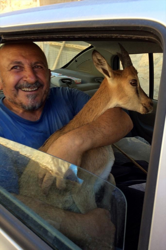 Su kanalına düşen dağ keçisini Kıbrıs gazisi kurtardı