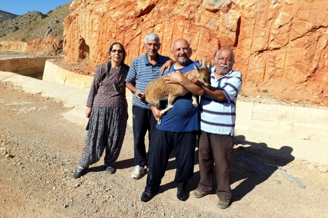 Su kanalına düşen dağ keçisini Kıbrıs gazisi kurtardı