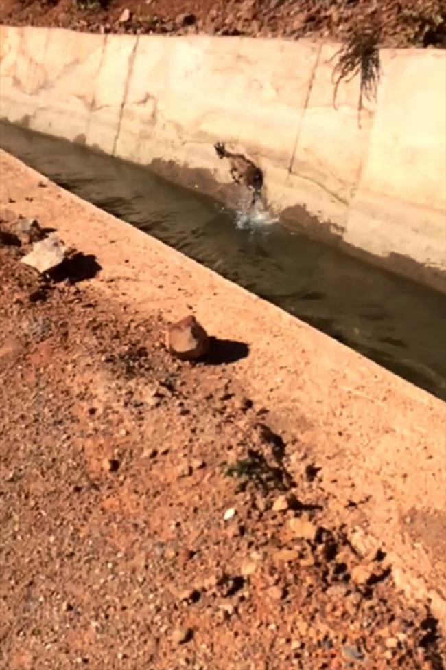 Su kanalına düşen dağ keçisini Kıbrıs gazisi kurtardı