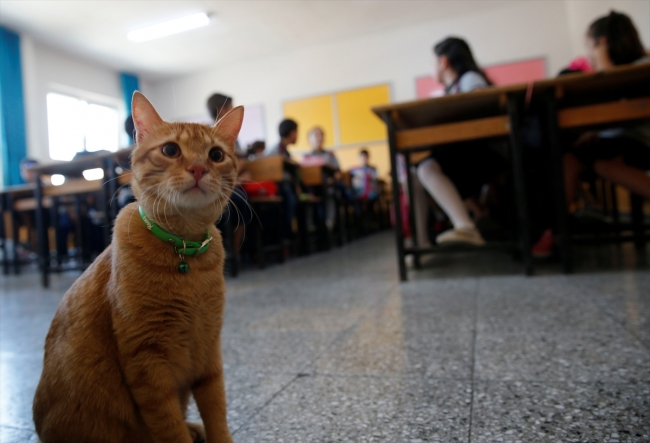 Kedi "Tombi" yaz tatilinin ardından okula döndü