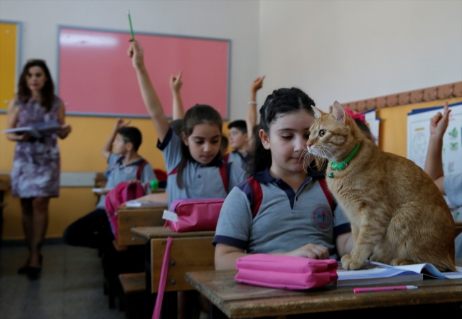 Kedi "Tombi" yaz tatilinin ardından okula döndü