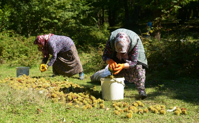 Sinop'ta kestane üreticisinin hasat mesaisi başladı