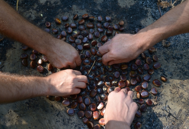 Sinop'ta kestane üreticisinin hasat mesaisi başladı