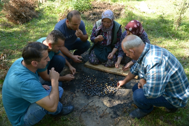 Sinop'ta kestane üreticisinin hasat mesaisi başladı