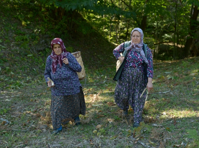 Sinop'ta kestane üreticisinin hasat mesaisi başladı