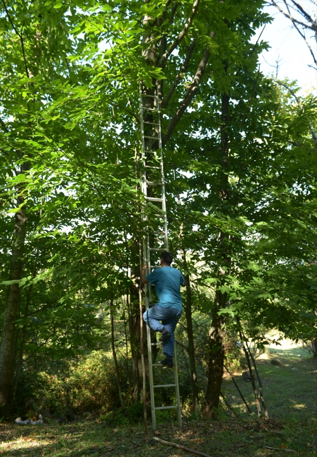Sinop'ta kestane üreticisinin hasat mesaisi başladı
