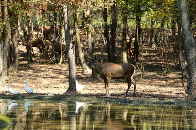 Uzuntarla Tabiat Parkı Ormanya hayvan popülasyonuna katkı sağlayacak