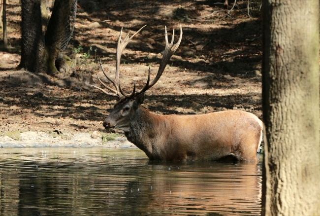 Uzuntarla Tabiat Parkı Ormanya hayvan popülasyonuna katkı sağlayacak