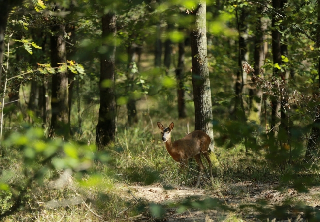 Uzuntarla Tabiat Parkı Ormanya hayvan popülasyonuna katkı sağlayacak