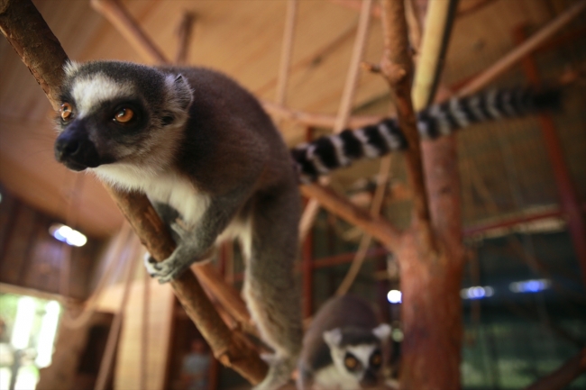 Uzuntarla Tabiat Parkı Ormanya hayvan popülasyonuna katkı sağlayacak