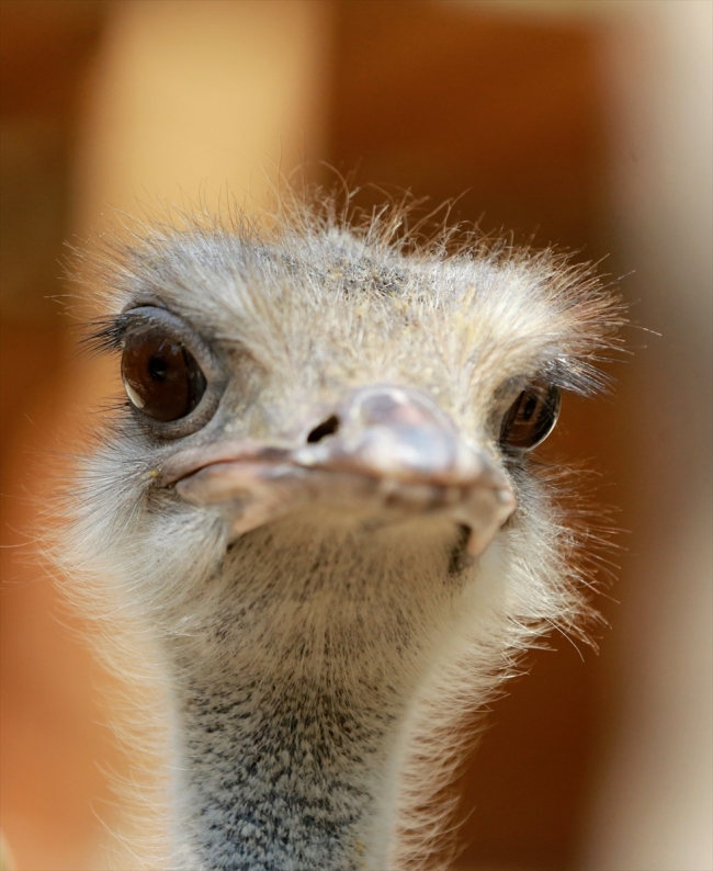 Uzuntarla Tabiat Parkı Ormanya hayvan popülasyonuna katkı sağlayacak