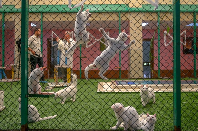 Annelerini kaybeden yavrulara "Pamuk" annelik yapıyor