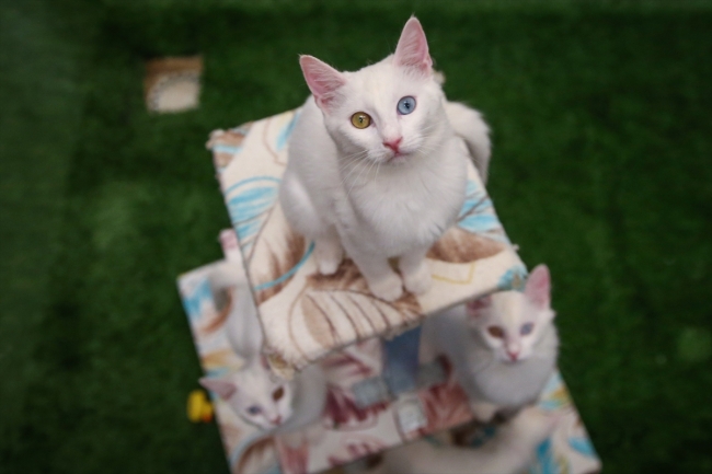 Annelerini kaybeden yavrulara "Pamuk" annelik yapıyor