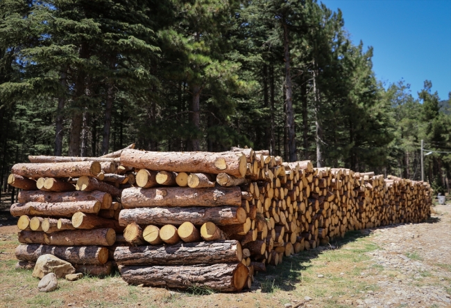 Tahtacı Ayşe Çakır zorlu mesleğini ormanda sürdürüyor