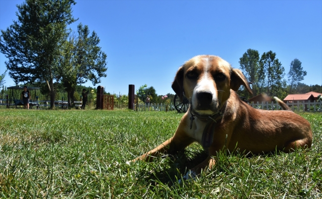 Doğayla iç içe olmak isteyenlerin gözdesi: Organik Yaşam Çiftliği