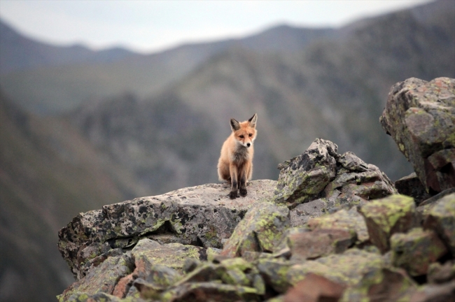 Kaçkar Dağları'nda yaban hayatının sevimli üyeleri: Kızıl tilkiler