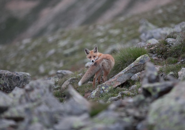 Kaçkar Dağları'nda yaban hayatının sevimli üyeleri: Kızıl tilkiler