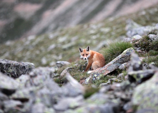 Kaçkar Dağları'nda yaban hayatının sevimli üyeleri: Kızıl tilkiler