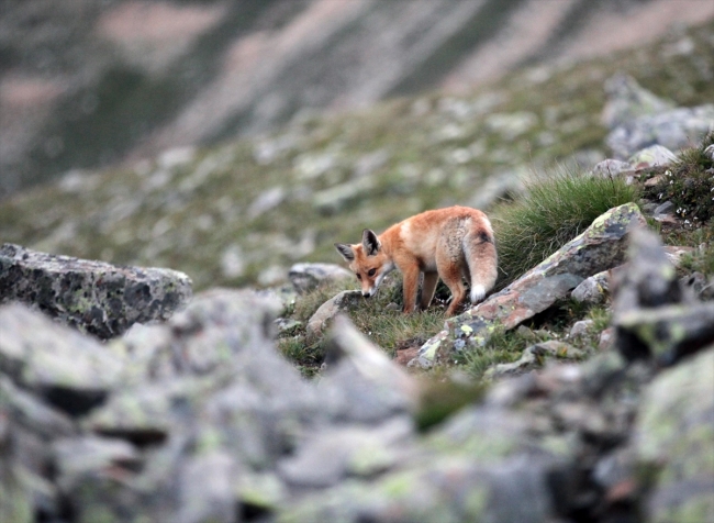 Kaçkar Dağları'nda yaban hayatının sevimli üyeleri: Kızıl tilkiler