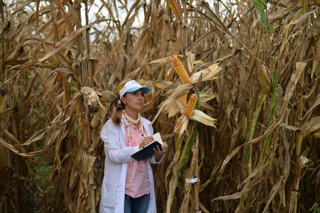 Sakarya'da geliştirdikleri tohumlarla Türk tarımına güç katıyorlar