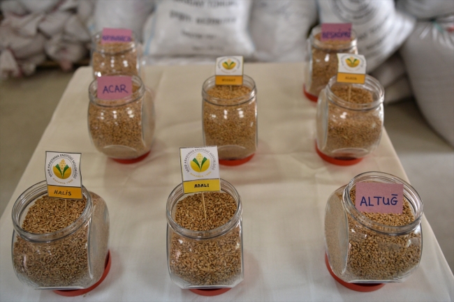 Sakarya'da geliştirdikleri tohumlarla Türk tarımına güç katıyorlar