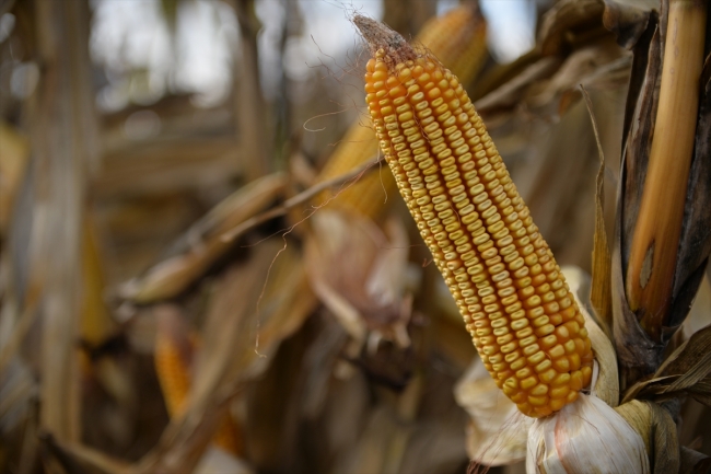 Sakarya'da geliştirdikleri tohumlarla Türk tarımına güç katıyorlar