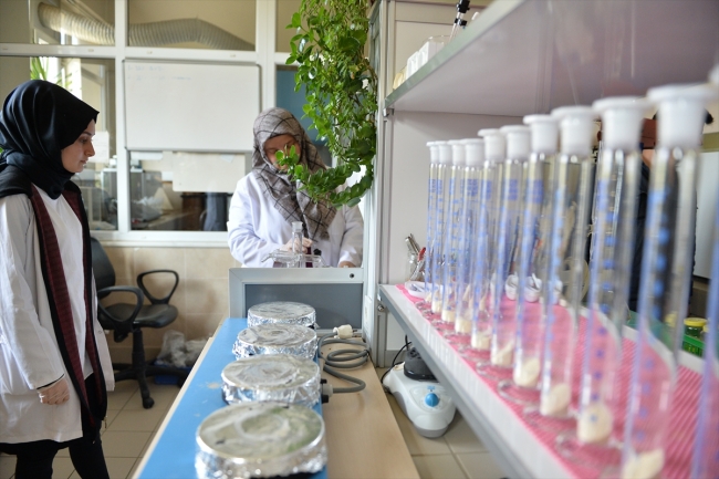 Sakarya'da geliştirdikleri tohumlarla Türk tarımına güç katıyorlar