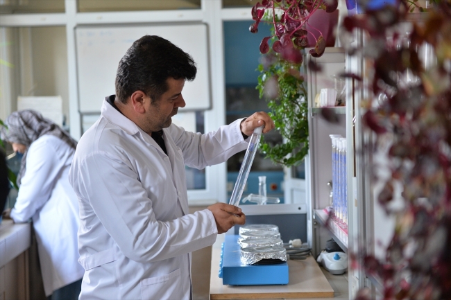 Sakarya'da geliştirdikleri tohumlarla Türk tarımına güç katıyorlar