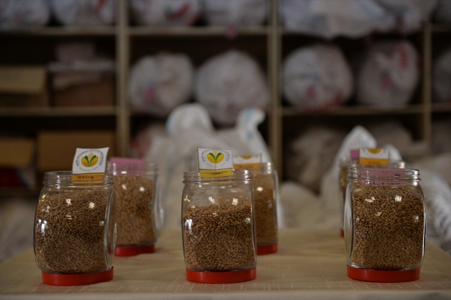 Sakarya'da geliştirdikleri tohumlarla Türk tarımına güç katıyorlar