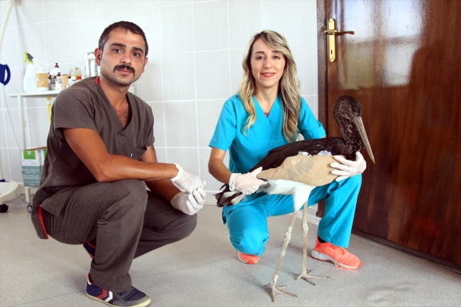 Samsun'da bulunan kara leylek kanadına takılan platin ile hayata tutundu