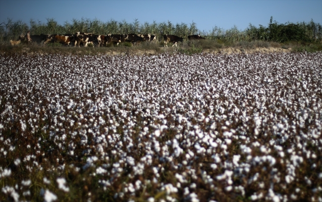 Çocukken ailesinin yanında başladığı pamuk üretimini yarım asırdır sürdürüyor