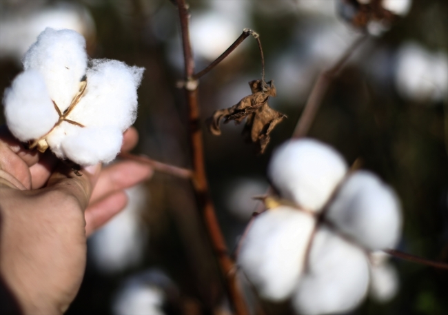 Çocukken ailesinin yanında başladığı pamuk üretimini yarım asırdır sürdürüyor