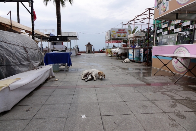 Sokak köpeği kedi yavrusuna annelik yapıyor