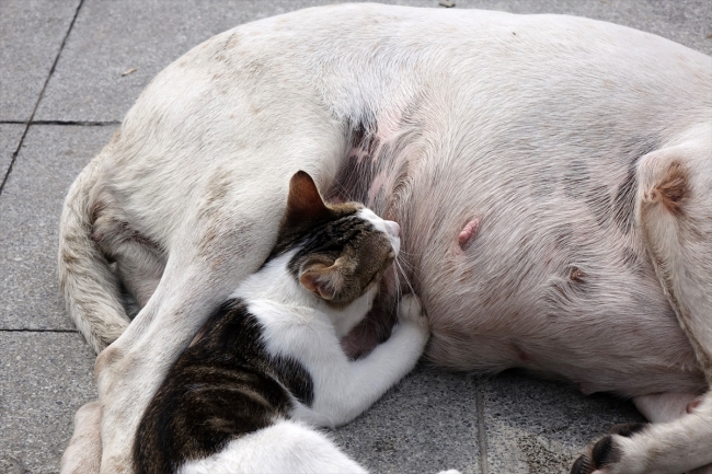 Sokak köpeği kedi yavrusuna annelik yapıyor