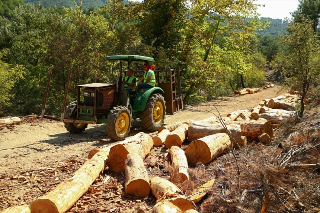 Ormanların emektar kadınları zorlu mesaide ter döküyor