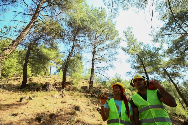 Ormanların emektar kadınları zorlu mesaide ter döküyor