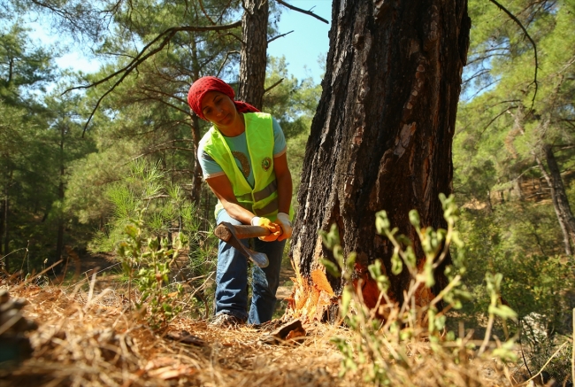 Ormanların emektar kadınları zorlu mesaide ter döküyor