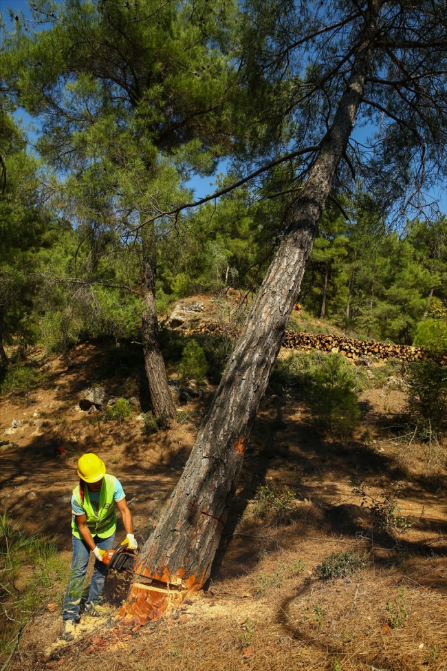Ormanların emektar kadınları zorlu mesaide ter döküyor