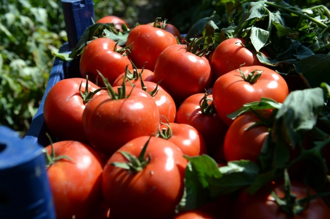 Üretimi başlayan Tokat domatesi bugün 54 ilde sofraları lezzetlendiriyor